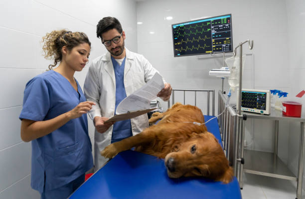 Vets doing a medical exam to a hospitalized dog at the animal hospital -  emergency medicine concepts