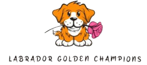 LABRADOR & GOLDEN RETRIEVER CHAMPIONS