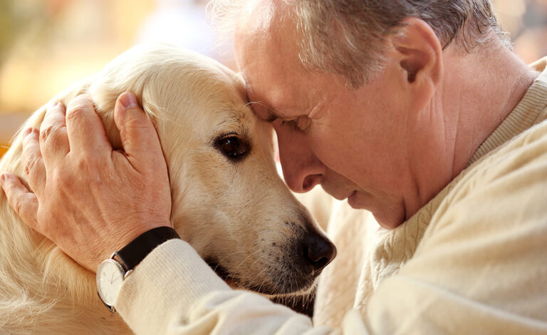 Labrador Love: Adopting Your New Best Friend Today